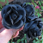 2 Inch Black Paper Roses*