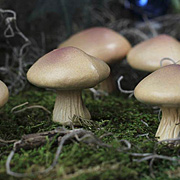 2 Inch Mushrooms