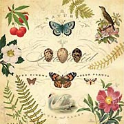 Flora & Fauna Nature Illustrations Scrapbook Paper