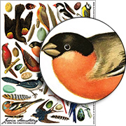 Birds of a Feather Collage Sheet