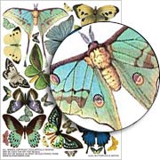 Butterflies & Moths Collage Sheet