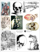Anatomy