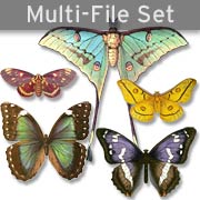 Butterflies & Moths Set Download