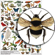 Natures Creatures Collage Sheet