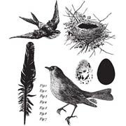 Birds of a Feather Cling Stamp Set