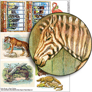 A Trip to the Zoo #3 - Zebras Collage Sheet