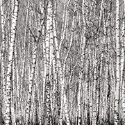 Aspen Trees Scrapbook Paper