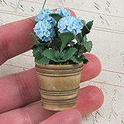Miniature Blue Hydrangeas in Flower Pot