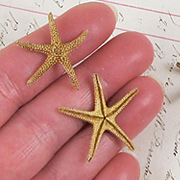 Small Brown Starfish