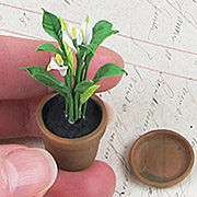 Miniature Calla Lilies in Flower Pot