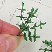 Miniature Coiled Leaf Stems