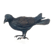 American Crow