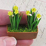 Miniature Daffodils in Window Box