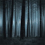 Sleepy Hollow Dark Trees Scrapbook Paper