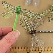 Dragonflies with Iridedscent Wings