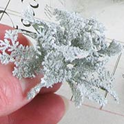 Dusty Miller Bushes - Set of 6