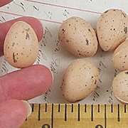 7/8 Inch Speckled Eggs