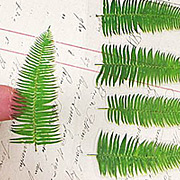 Fern Leaves Stickers