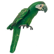 Mini Green Macaw Parrot