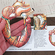 Anatomy Shrine Kit - Anatomical Heart