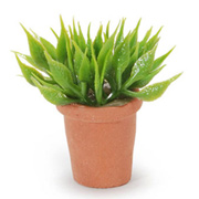 Small House Plant