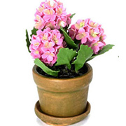 Miniature Pink Hydrangeas in Flower Pot