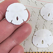 Small Sand Dollars