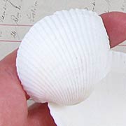 Large Seashells