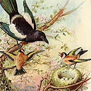 Birds
