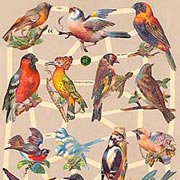 Mixed Birds Dresden Scraps