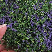 Purple Creeping Phlox