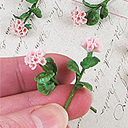 Miniature Pink Geraniums