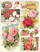 Pink Roses Collage Sheet