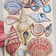 Travel Seashells Grand Adhesions