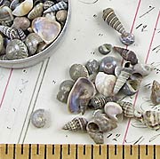 Tiny Real Seashells in Tin