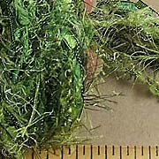 Seaweed Fiber Set