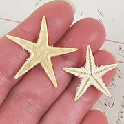 Small Tan Starfish