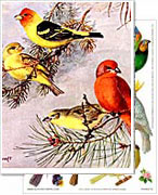 Birds