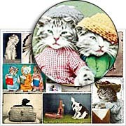 Funny Pets